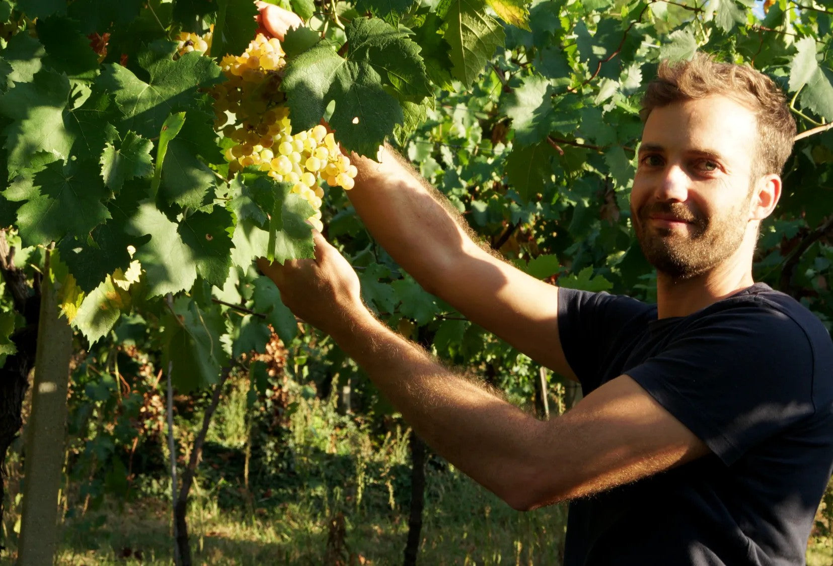 Menti Vini