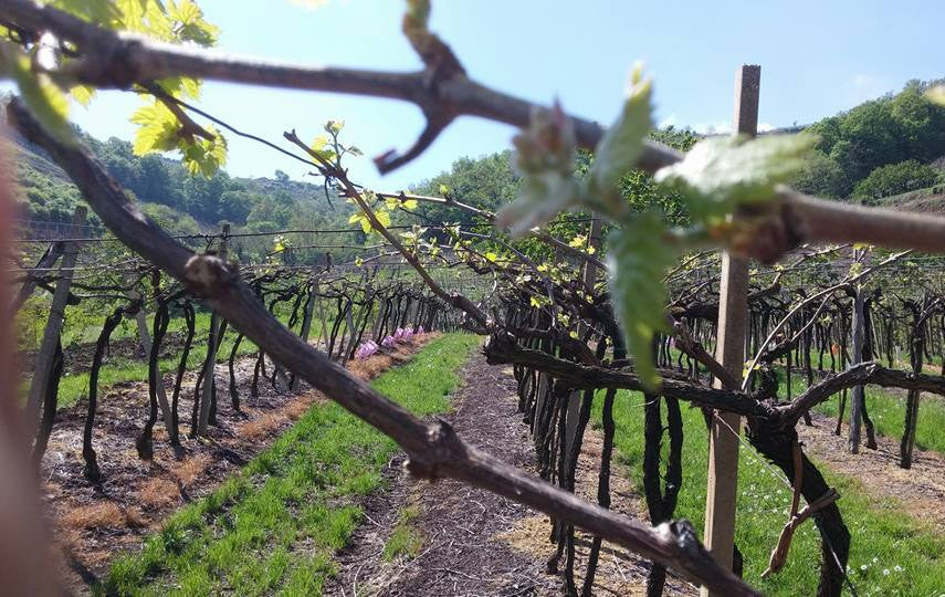 Azienda Agricola Casarotto